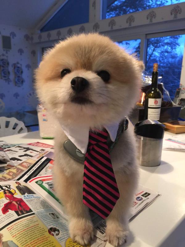 /Images/uploads/The Murphee and Sugar Angel Foundation/murpheeandsugar-pet-photo-contest-fundraiser/entries/27805thumb.jpg